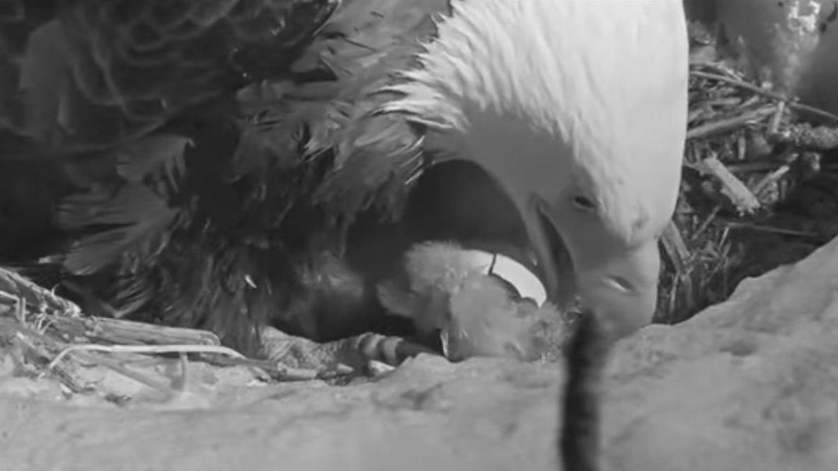 Big Bear bald eagle couple welcome 3rd chick